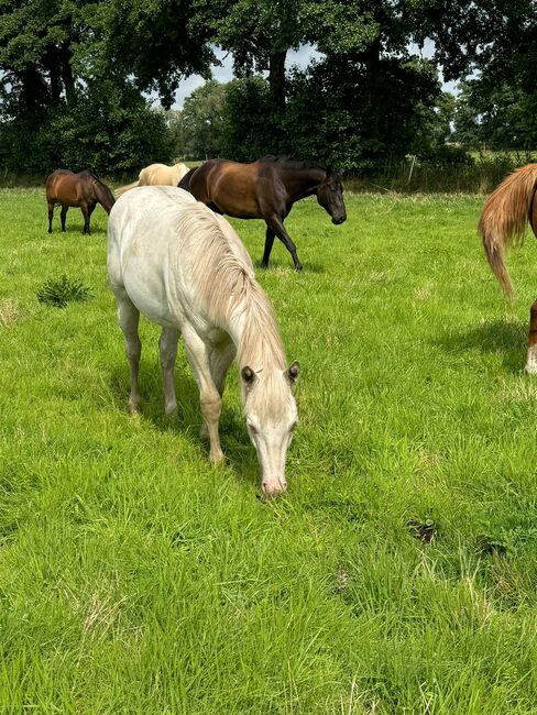 Wahnsinnig lieber Quarter Horse Hengst in toller Farbe, Kerstin Rehbehn (Pferdemarketing Ost), Horses For Sale, Nienburg, Image 3