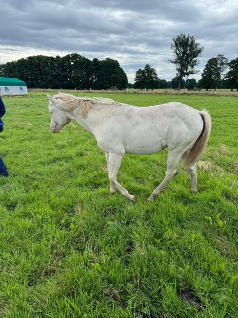 Wahnsinnig lieber Quarter Horse Hengst in toller Farbe, Kerstin Rehbehn (Pferdemarketing Ost), Horses For Sale, Nienburg, Image 10