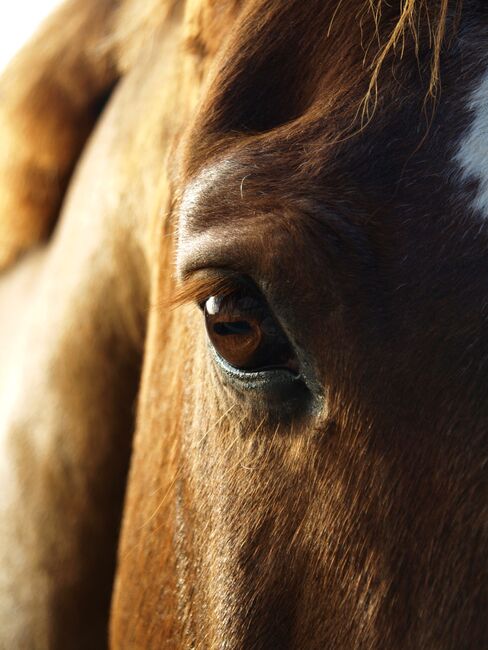 Abwechslungsreicher, mobiler Dressurunterricht !, Dressur aus Leidenschaft, Riding Lessons, Oyten