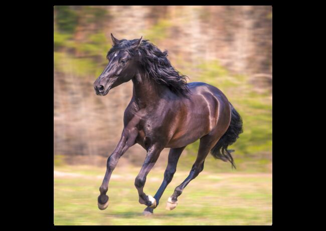 Verschiedene Andalusier und Lusitanos, Post-Your-Horse.com (Caballoria S.L.), Horses For Sale, Rafelguaraf, Image 11