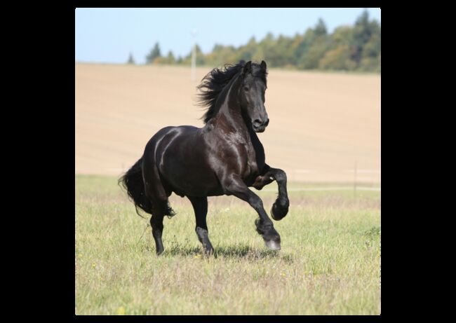 Verschiedene Andalusier und Lusitanos, Post-Your-Horse.com (Caballoria S.L.), Horses For Sale, Rafelguaraf, Image 6