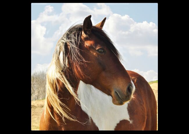 Verschiedene Andalusier und Lusitanos, Post-Your-Horse.com (Caballoria S.L.), Horses For Sale, Rafelguaraf, Image 8