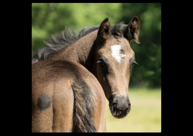 Verschiedene Andalusier und Lusitanos, Post-Your-Horse.com (Caballoria S.L.), Horses For Sale, Rafelguaraf, Image 9