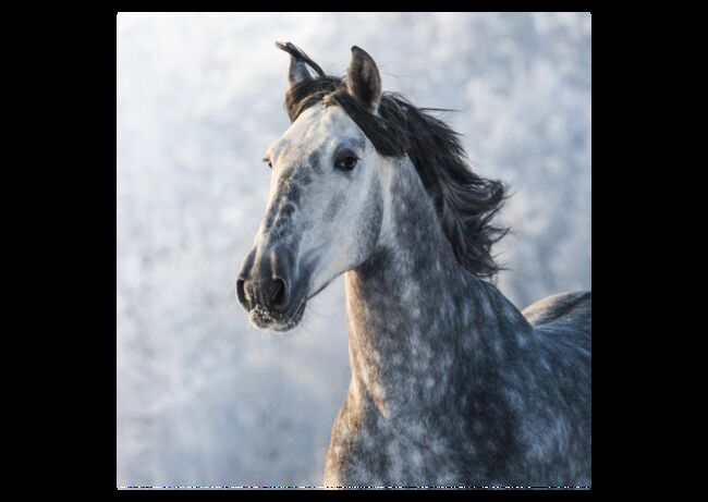 Verschiedene Andalusier und Lusitanos, Post-Your-Horse.com (Caballoria S.L.), Horses For Sale, Rafelguaraf, Image 3