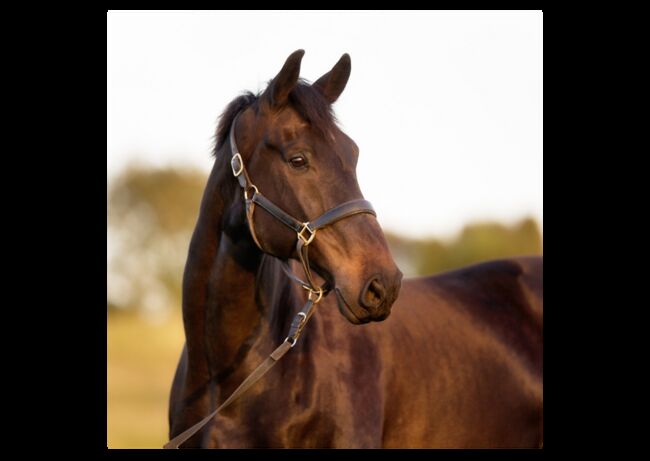 Verschiedene Andalusier und Lusitanos, Post-Your-Horse.com (Caballoria S.L.), Horses For Sale, Rafelguaraf, Image 10