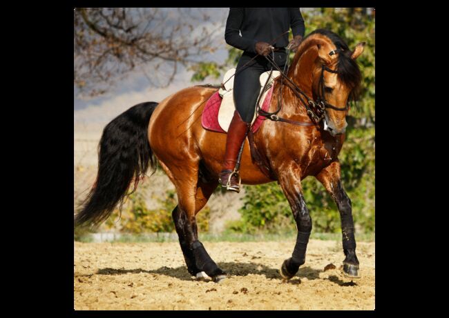 Verschiedene Andalusier und Lusitanos, Post-Your-Horse.com (Caballoria S.L.), Horses For Sale, Rafelguaraf, Image 2