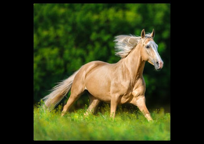 Verschiedene Andalusier und Lusitanos, Post-Your-Horse.com (Caballoria S.L.), Horses For Sale, Rafelguaraf