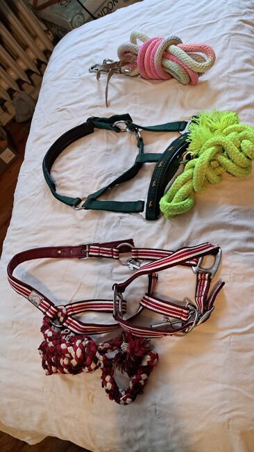 Diverse Halfter mit Strick, Hüther, Halters, Berlin , Image 8