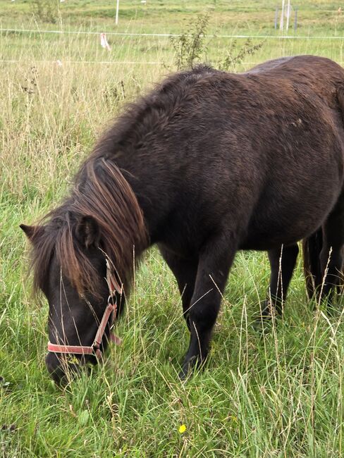 Verkaufe verschiedene pferde, Yvonne , Horses For Sale, Grimma, Image 8