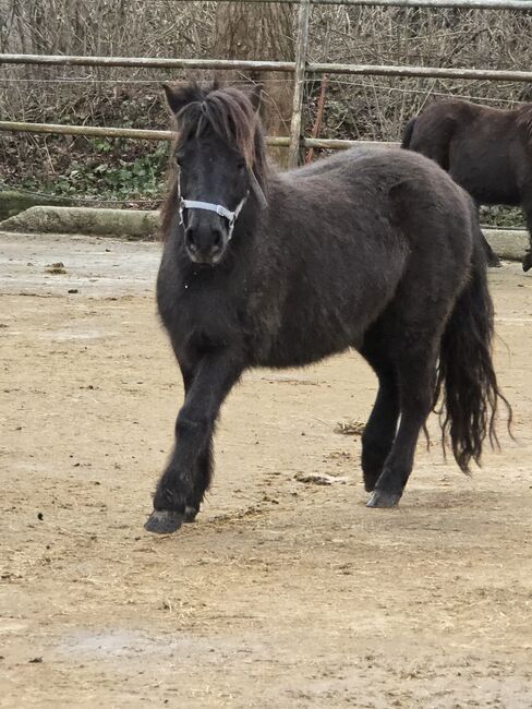 Verkaufe verschiedene pferde, Yvonne , Horses For Sale, Grimma, Image 2