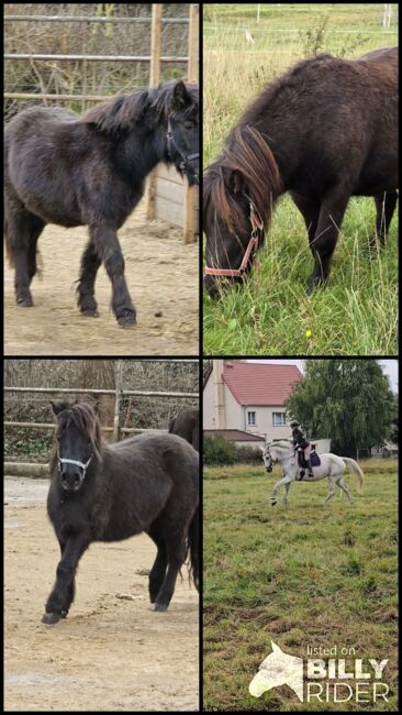 Verkaufe verschiedene pferde, Yvonne , Horses For Sale, Grimma, Image 10