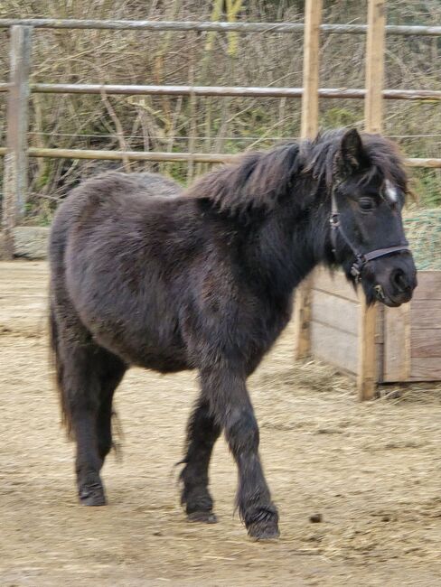 Verkaufe verschiedene pferde, Yvonne , Horses For Sale, Grimma