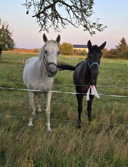 Verkaufe verschiedene pferde, Yvonne , Horses For Sale, Grimma, Image 6