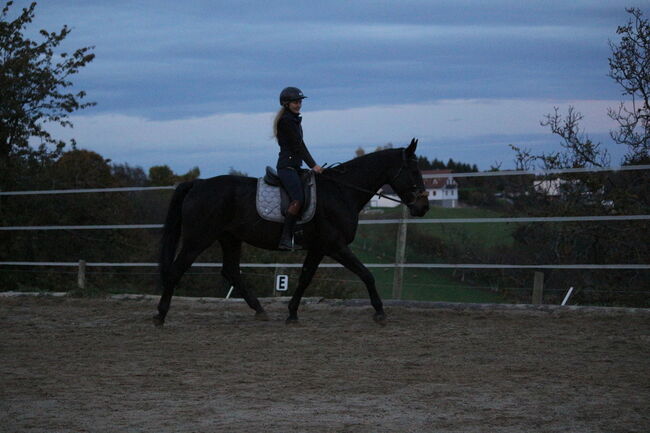 Warmblut zu Verkaufen, Fiona Wagner, Horses For Sale, Gleisdorf, Image 6