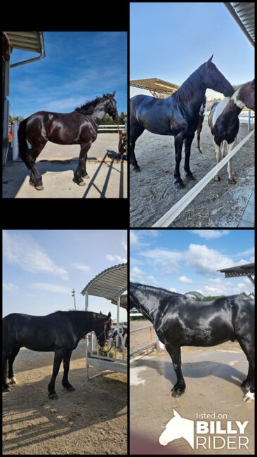 Warmblut, Wallach, Rappe, Freizeitpferd, Erwin Vogel , Horses For Sale, Pfaffenhofen an der Roth, Image 6