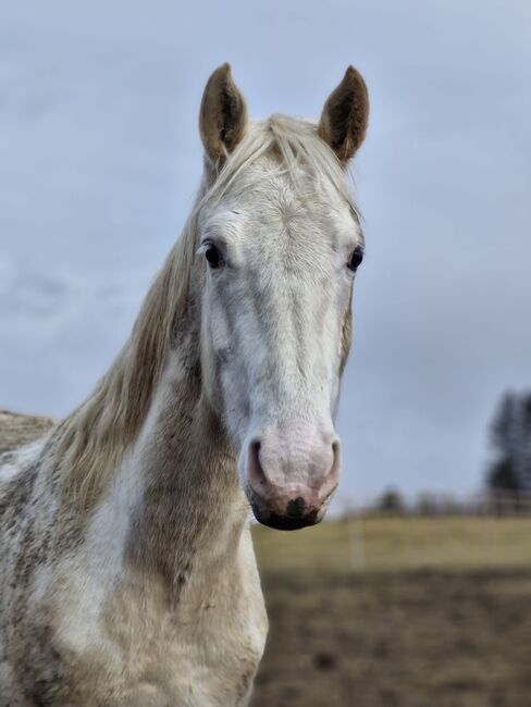 Warmblutstute Flocke zu verkaufen, Daniel, Horses For Sale, Eppenstein