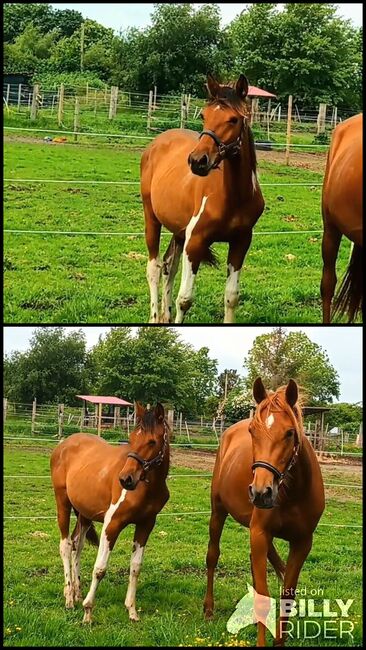 Warmblut Schecken Stute, Lorenzen, Horses For Sale, Bredstedt, Image 3