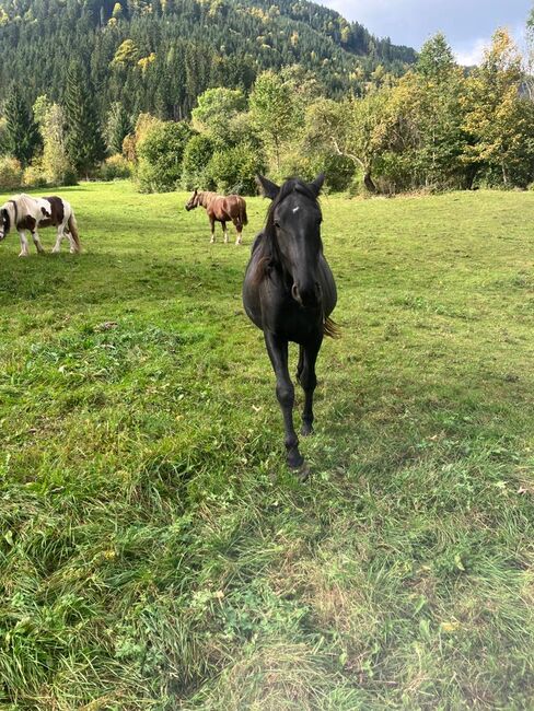 Warmblutstute, Daniel Pötsch , Horses For Sale, Irdning , Image 8