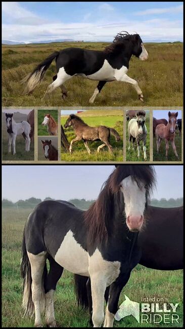 VIEL CHARAKTER, sehr viel Tölt - in toller Farbe, ausIsland, Ursula Richard, Horses For Sale, Südisland, Image 3
