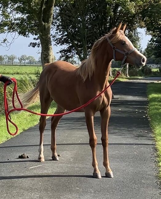 Vielversprechende 1-jährige Anglo-Araber Stute, Susanne Kruse , Horses For Sale, Wittmund 