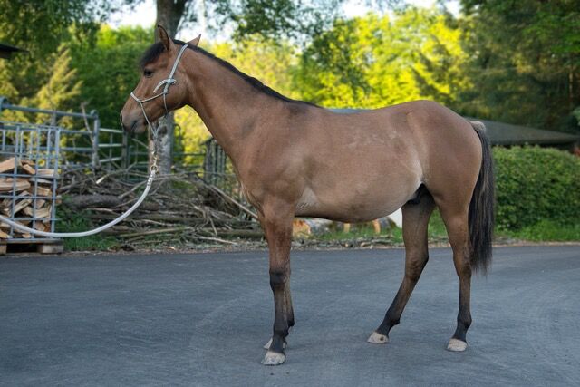 Vielversprechender Foundation Quarter Horse Youngster mit AQHA- und NFQHA-Papieren, Kerstin Rehbehn (Pferdemarketing Ost), Horses For Sale, Nienburg