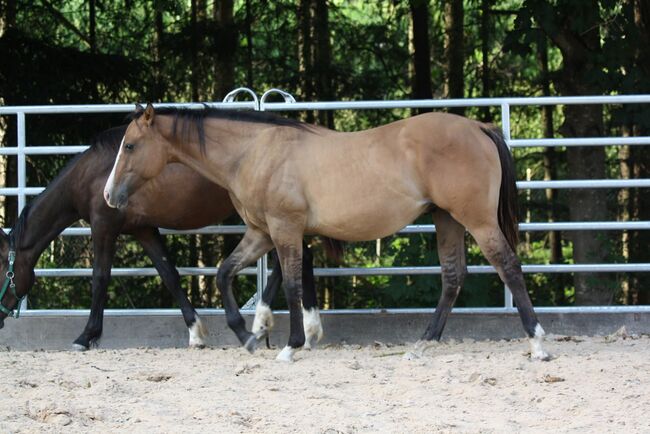 Vielversprechender Jungspund in dun - Quarter/Paint Wallach mit Perspektive, Kerstin Rehbehn (Pferdemarketing Ost), Horses For Sale, Nienburg