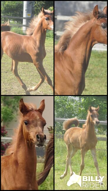 Vielversprechender Junghengst, Cornelia Kolnberger, Horses For Sale, Gmunden, Image 9