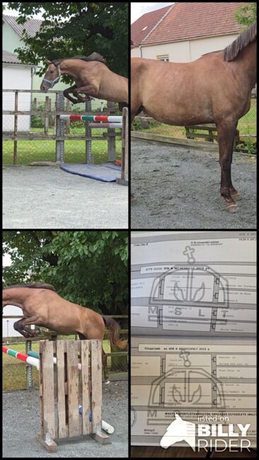 Vielvetsprechende Stute!, Barbara Granig, Horses For Sale, Unterwart, Image 7