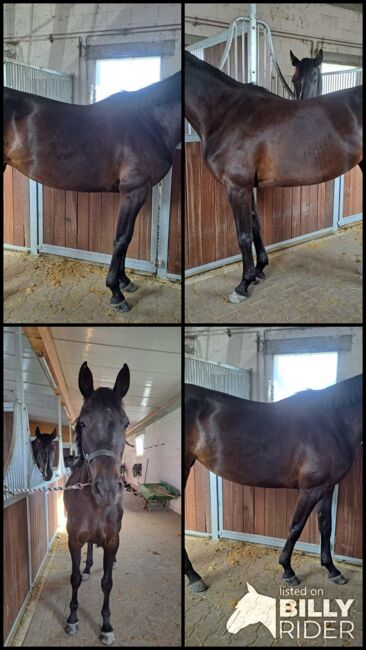 Vielversprechende Stute abstammend von Baloutender x Wolkenstürmer, Pferdevermittlung Leus (Pferdevermittlung Leus ), Horses For Sale, Viernheim, Image 5