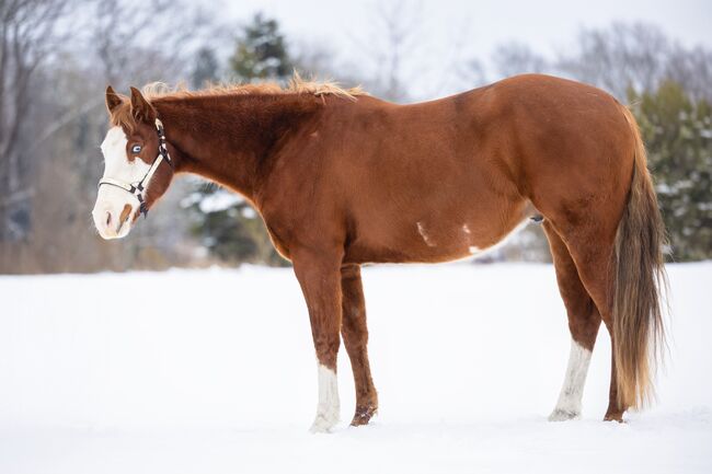 Vielversprechender Paint Horse Wallach mit guter Allround-Abstammung, Kerstin Rehbehn (Pferdemarketing Ost), Horses For Sale, Nienburg