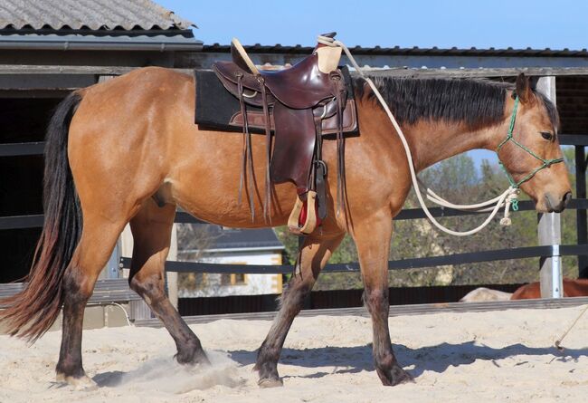 Vielversprechender Quarter Horse Wallach in Buckskin, Kerstin Rehbehn (Pferdemarketing Ost), Horses For Sale, Nienburg