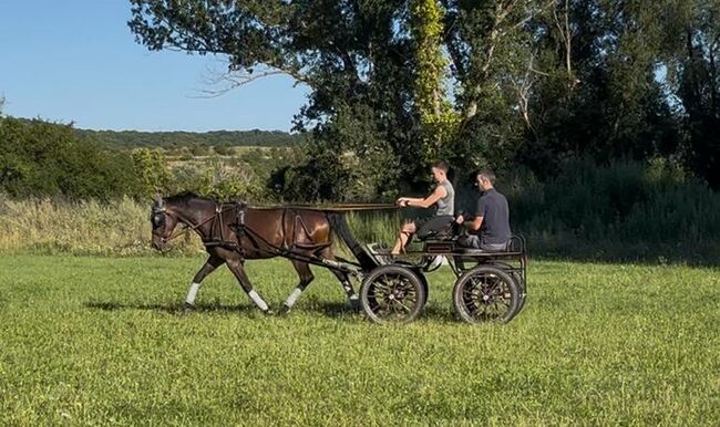 vielversprechender Reitponywallach, Julia Lahner, Horses For Sale, Niederkreuzstetten, Image 6