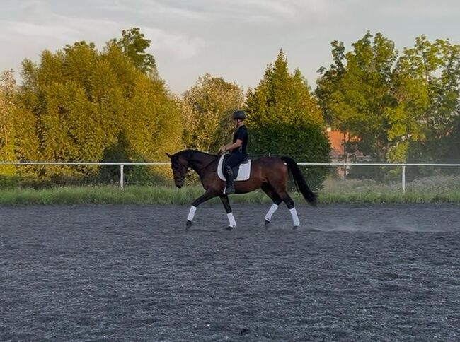 vielversprechender Reitponywallach, Julia Lahner, Horses For Sale, Niederkreuzstetten, Image 4