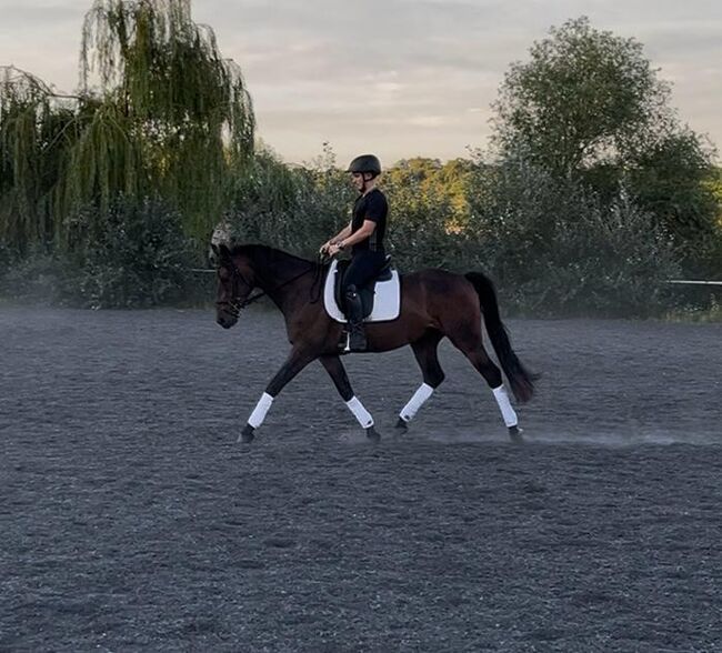 vielversprechender Reitponywallach, Julia Lahner, Horses For Sale, Niederkreuzstetten, Image 5