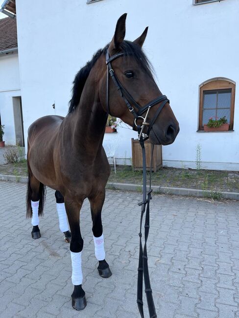 vielversprechender Reitponywallach, Julia Lahner, Horses For Sale, Niederkreuzstetten, Image 3