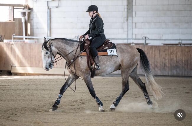 Vielversprechenden Wallach für den gehobenen Freizeitbereich, Kim, Horses For Sale, Uetze/Eltze