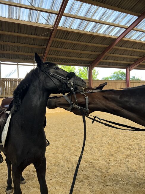 Vielversprechendes Sportpony in Sonderlackierung, Zoe Hackenberg, Horses For Sale, Wien, Floridsdorf, Image 2