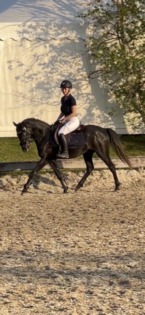 Vielversprechendes Sportpony in Sonderlackierung, Zoe Hackenberg, Horses For Sale, Wien, Floridsdorf, Image 9