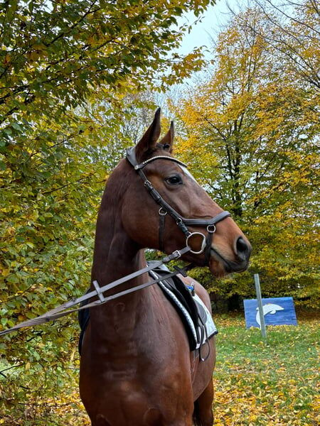 Nachwuchspferd vielseitig veranlagt direkt vom Züchter, Ehlert, Horses For Sale, Lauterbach