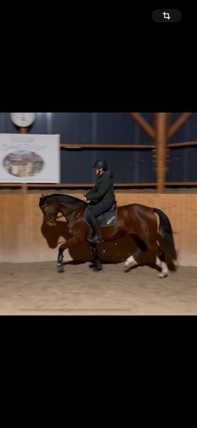 Nachwuchspferd vielseitig veranlagt direkt vom Züchter, Ehlert, Horses For Sale, Lauterbach, Image 6