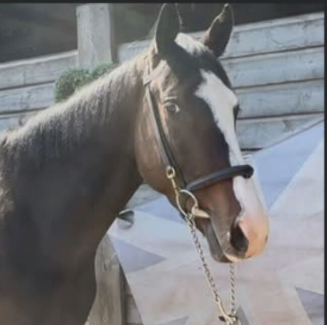 Vielseitiges springbetontes Nachwuchstalent mit bestem Charakter, Nic, Horses For Sale, Bregenz 