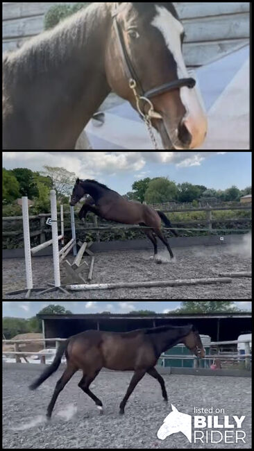Vielseitiges springbetontes Nachwuchstalent mit bestem Charakter, Nic, Horses For Sale, Bregenz , Image 4