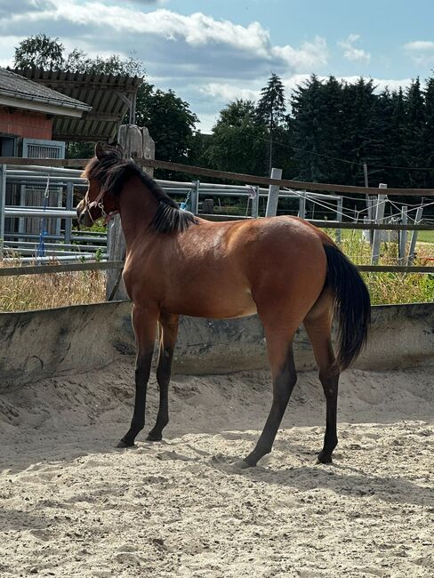 Vielseitiger Quarter Horse Stutjährling mit tollem Charakter, Kerstin Rehbehn (Pferdemarketing Ost), Horses For Sale, Nienburg, Image 3