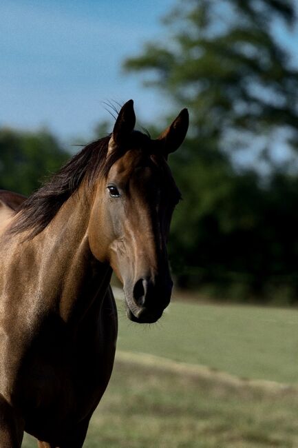 Vielseitige und absolut zuverlässige Vollblutstute mit tollem Charakter, A. Neumann, Horses For Sale, Neustadt