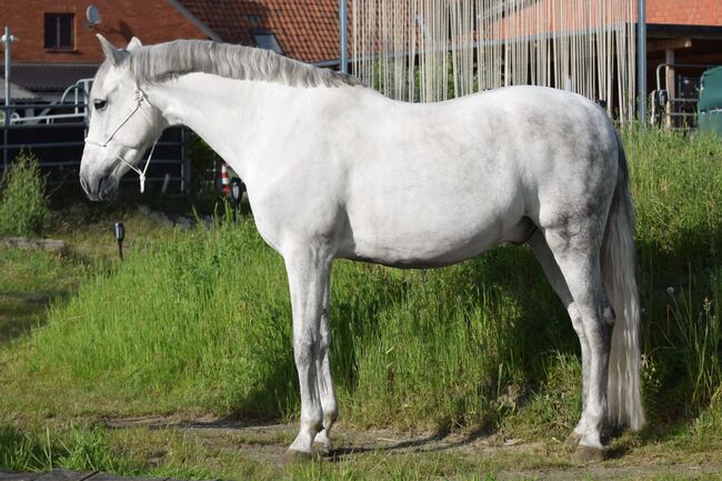 Vielseitig begabter, bildhübscher PRE Wallach, Kerstin Rehbehn (Pferdemarketing Ost), Horses For Sale, Nienburg, Image 12