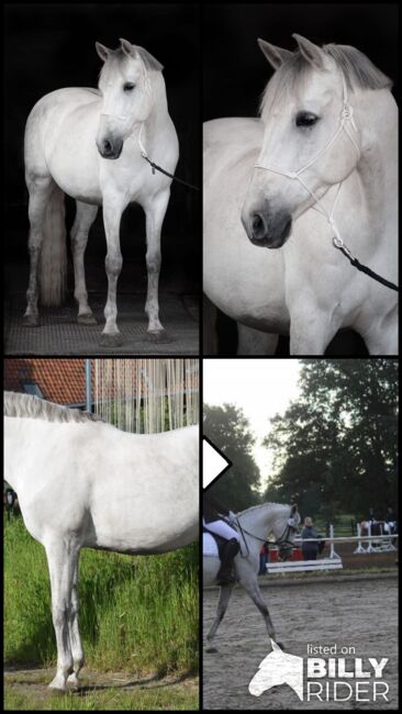 Vielseitig begabter, bildhübscher PRE Wallach, Kerstin Rehbehn (Pferdemarketing Ost), Horses For Sale, Nienburg, Image 14