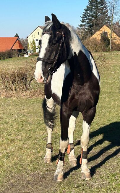 Vielseitiger, ausgeglichener polnischer Sportpferde Wallach, Kerstin Rehbehn (Pferdemarketing Ost), Horses For Sale, Nienburg, Image 3