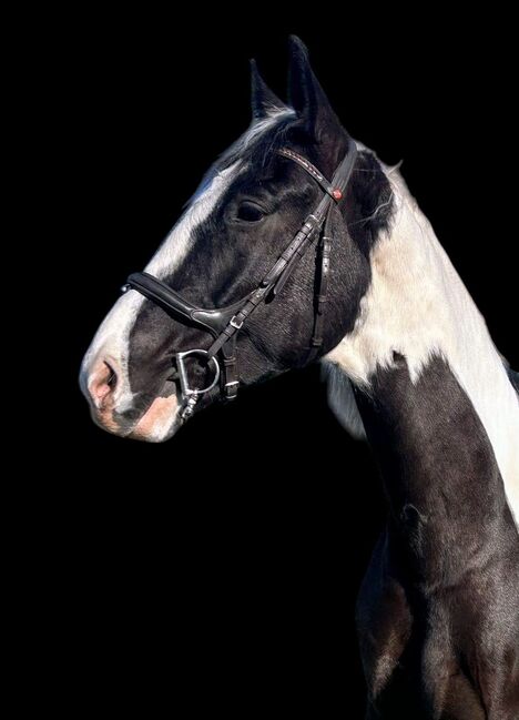Vielseitiger, ausgeglichener polnischer Sportpferde Wallach, Kerstin Rehbehn (Pferdemarketing Ost), Horses For Sale, Nienburg, Image 9