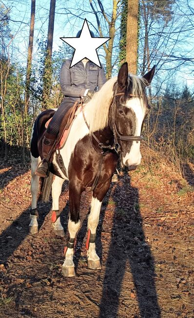 Vielseitiger, ausgeglichener polnischer Sportpferde Wallach, Kerstin Rehbehn (Pferdemarketing Ost), Horses For Sale, Nienburg, Image 10