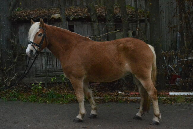 Vielseitiger, gefahrener Haflinger sucht neues Zuhause, F.L, Horses For Sale, Würzburg, Image 3